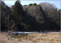 蛍が見れる池